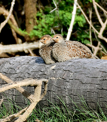 francolin