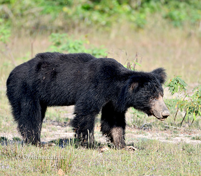 Sloth Bear watching