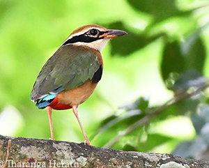 Indian Pitta