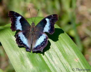 Blue Admiral